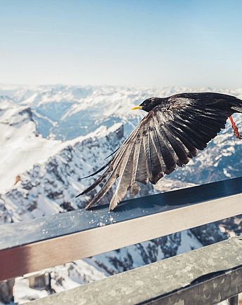 Urlaubsmomente im Hotel Spielmann Ehrwald
