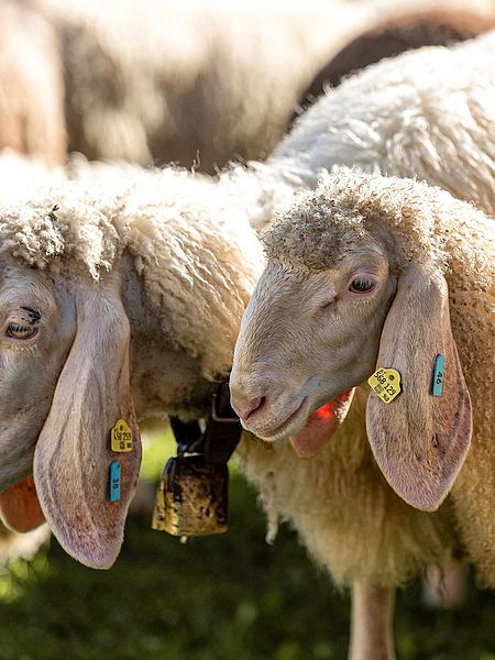 Urlaubsmomente im Hotel Spielmann Ehrwald